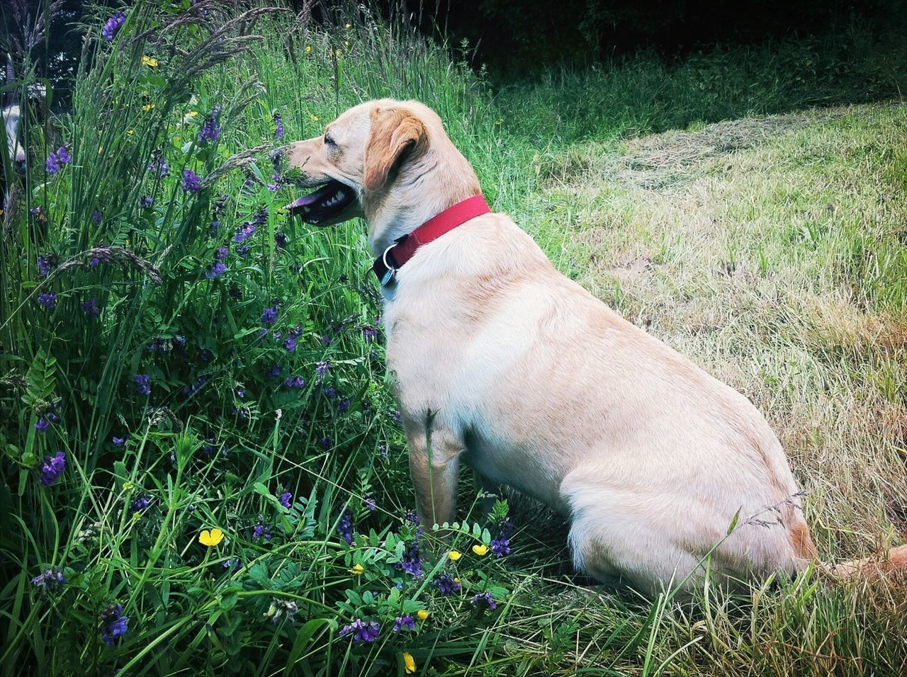 Side view of dog sitting on grassy field
