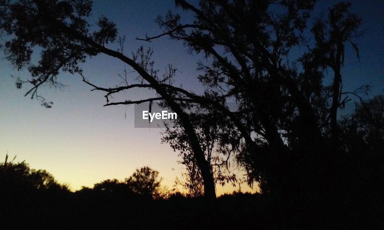 Low angle view of silhouette trees against clear sky during sunset