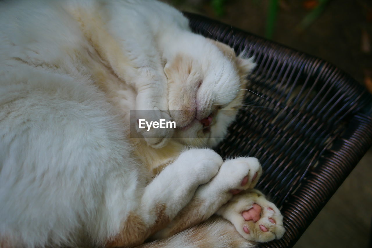 CLOSE-UP OF A CAT SLEEPING