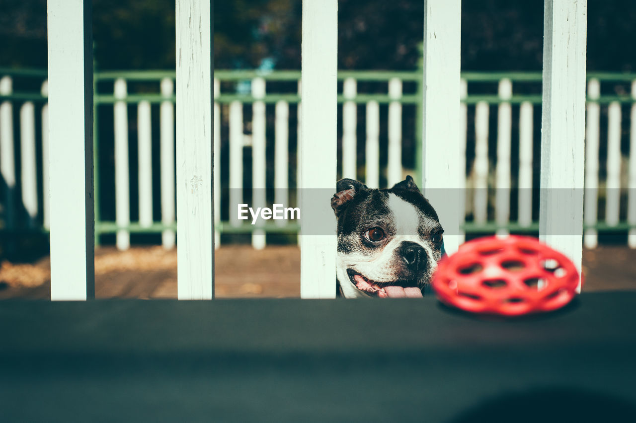 Dog looking away outdoors