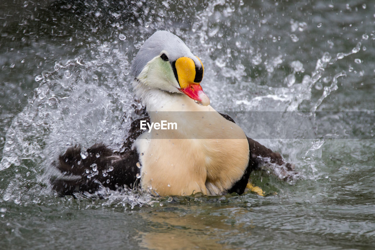A king eider displaying for females