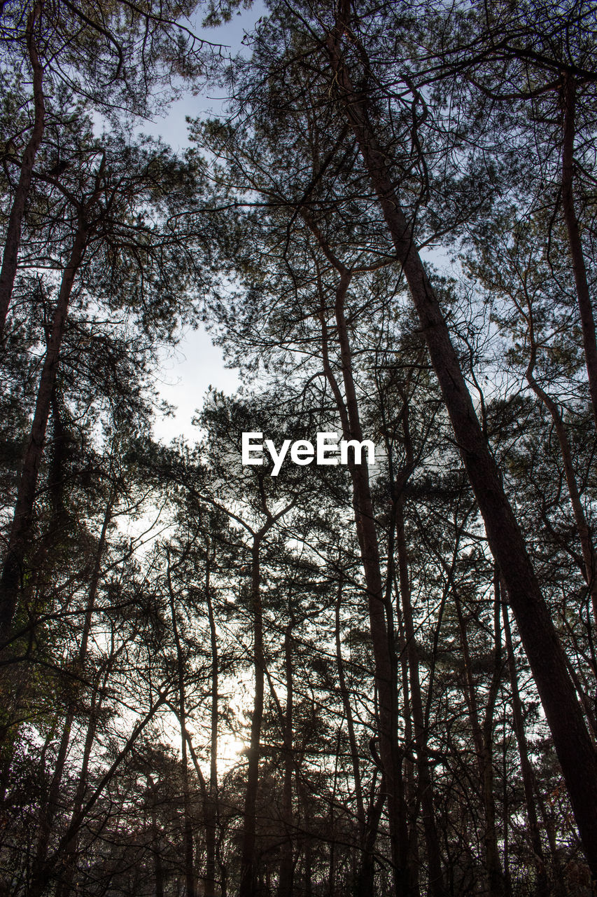 LOW ANGLE VIEW OF TREES AGAINST SKY