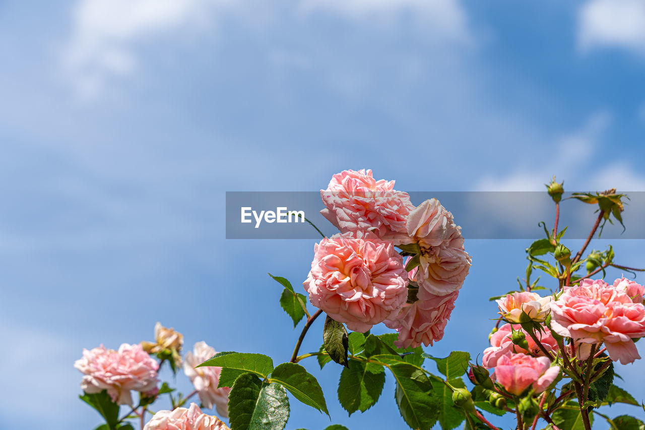 CLOSE-UP OF PINK FLOWERING PLANTS