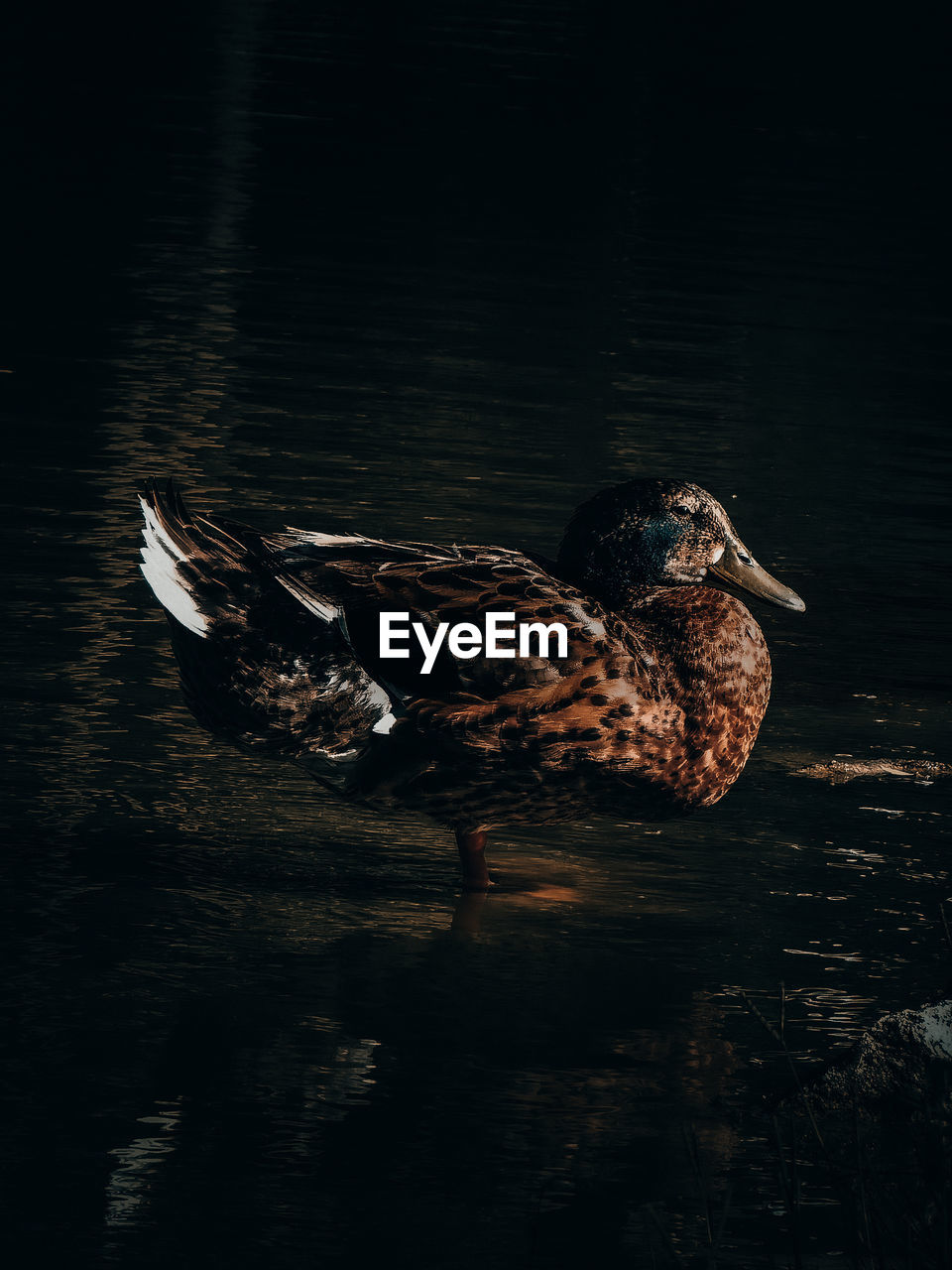 BIRD SWIMMING IN LAKE