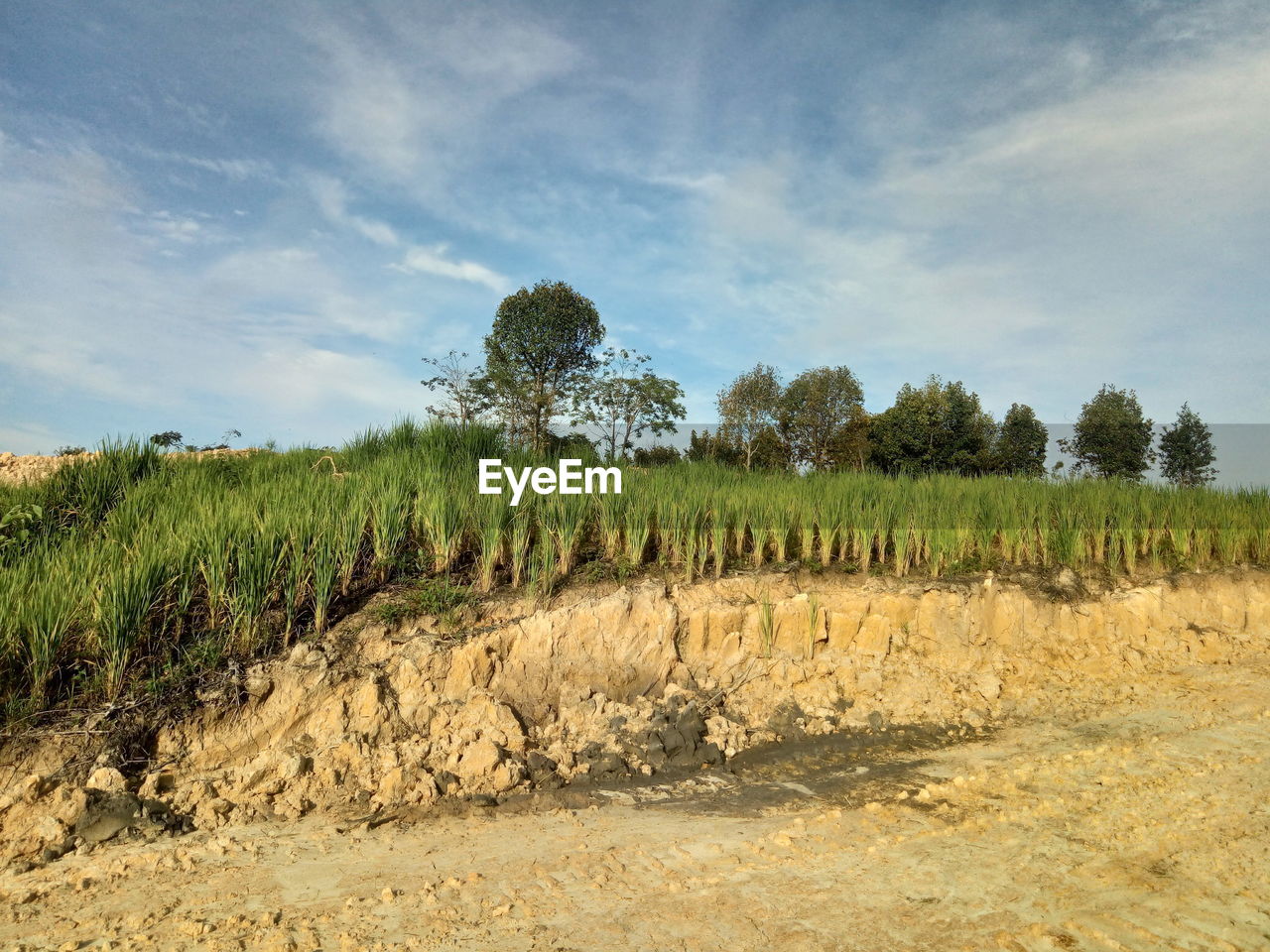 Scenic view of agricultural field against sky