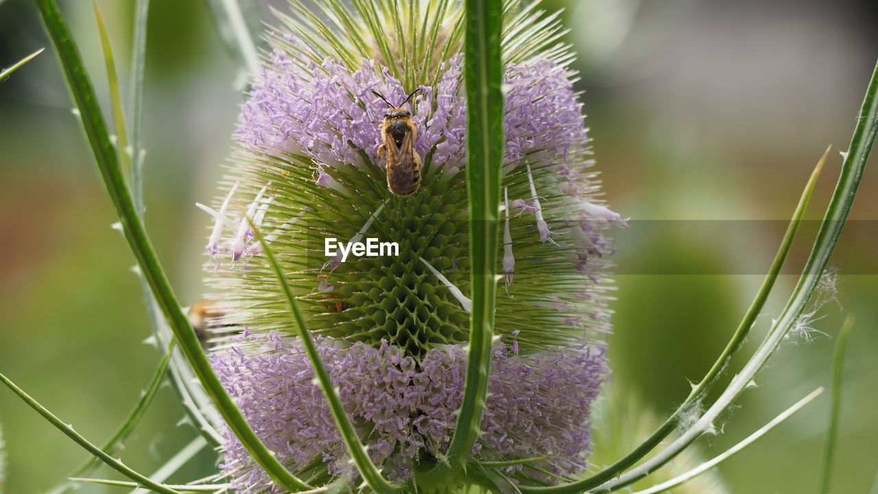 Close-up of purple flowering plant