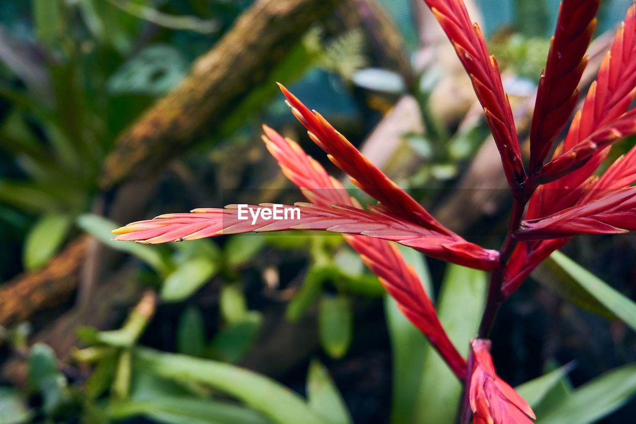 Close-up of red leaves