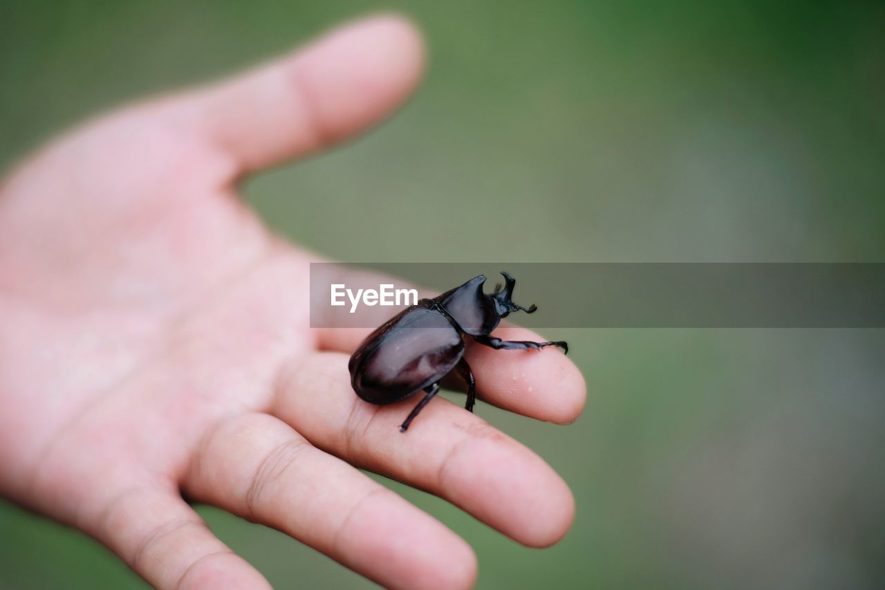 CLOSE-UP OF A HAND HOLDING SMALL INSECT