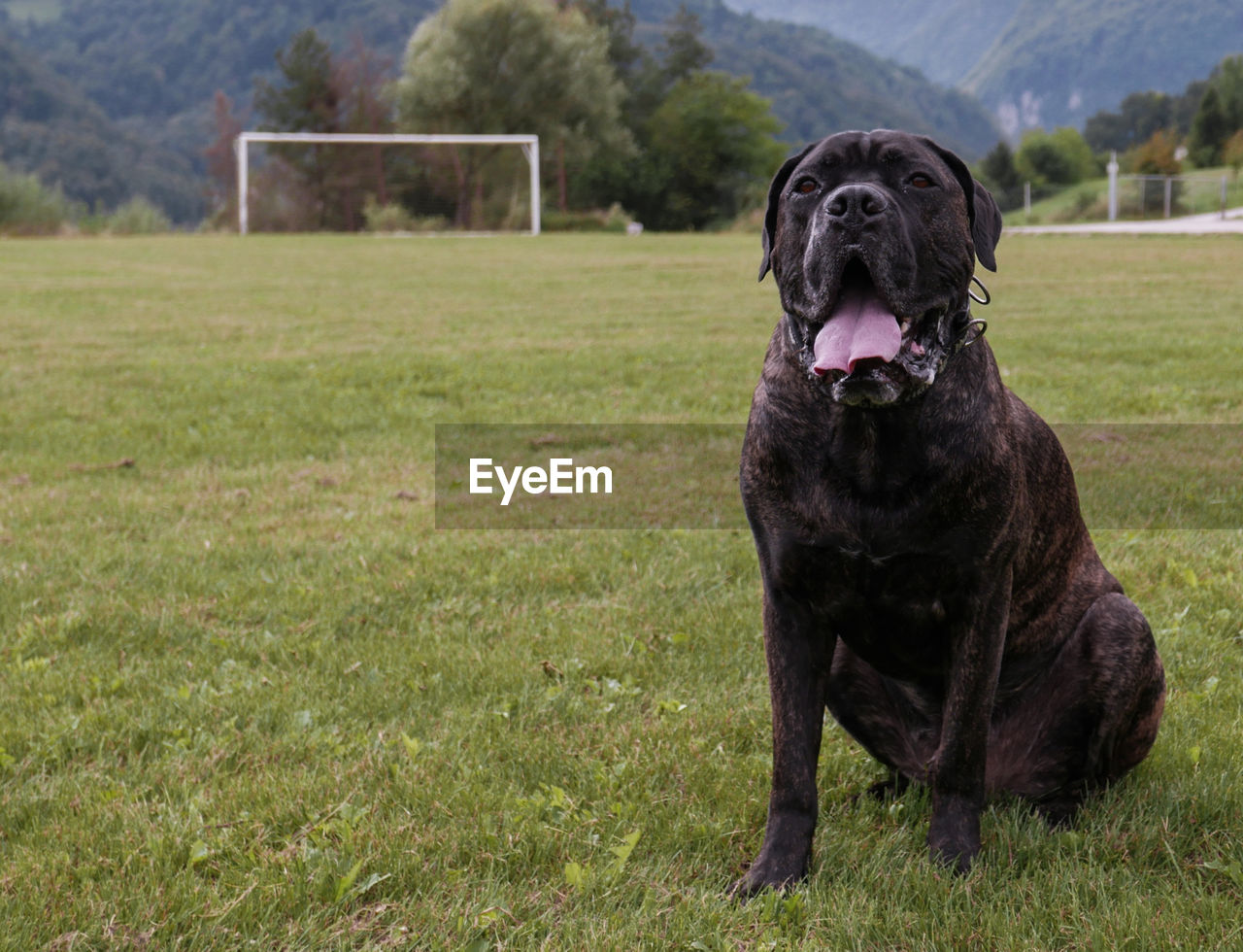 Cane corso sitting on field