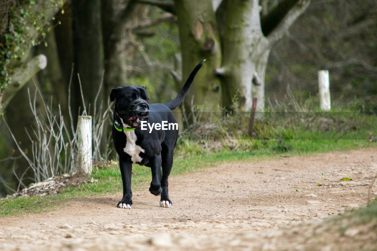 Black dog wearing muzzle and walking on pathway in forest 