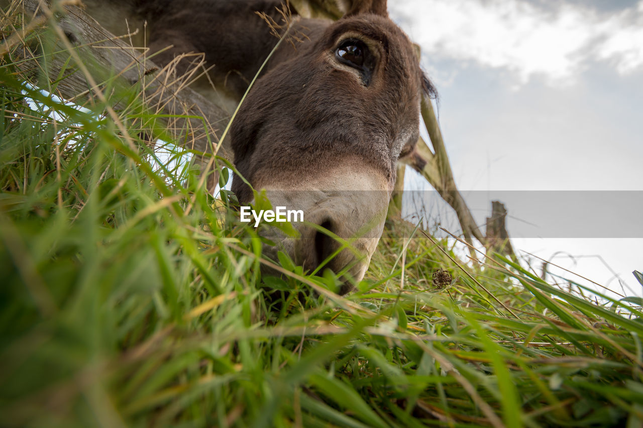 From a meadow with lush grass you can see a donkey's head. the donkey eats. 