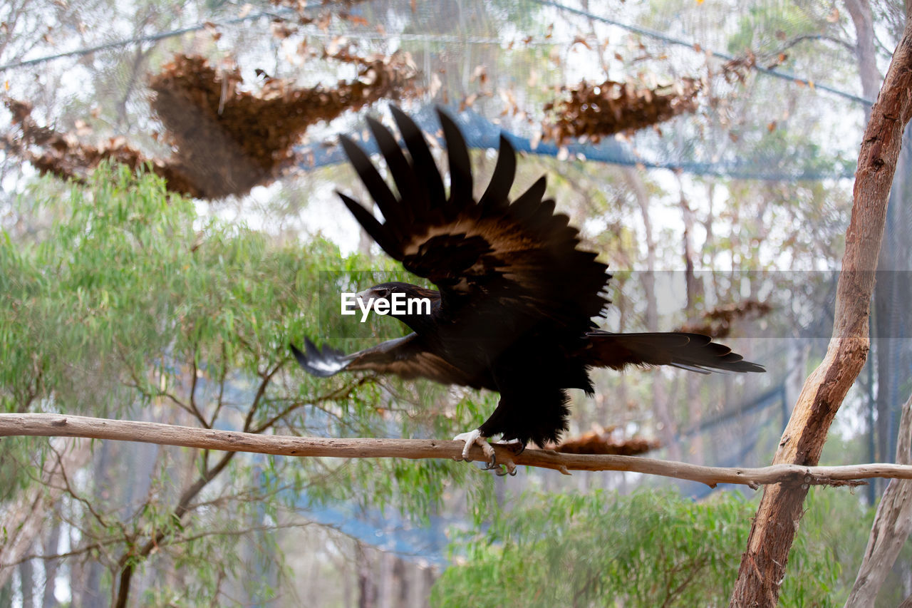 Bird flying over a tree - eagle