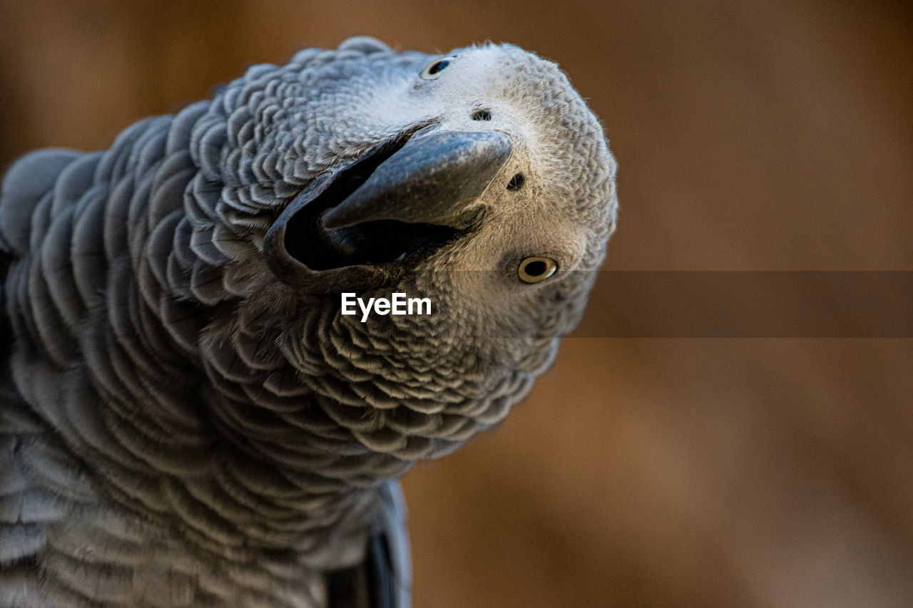 CLOSE-UP OF A DUCK