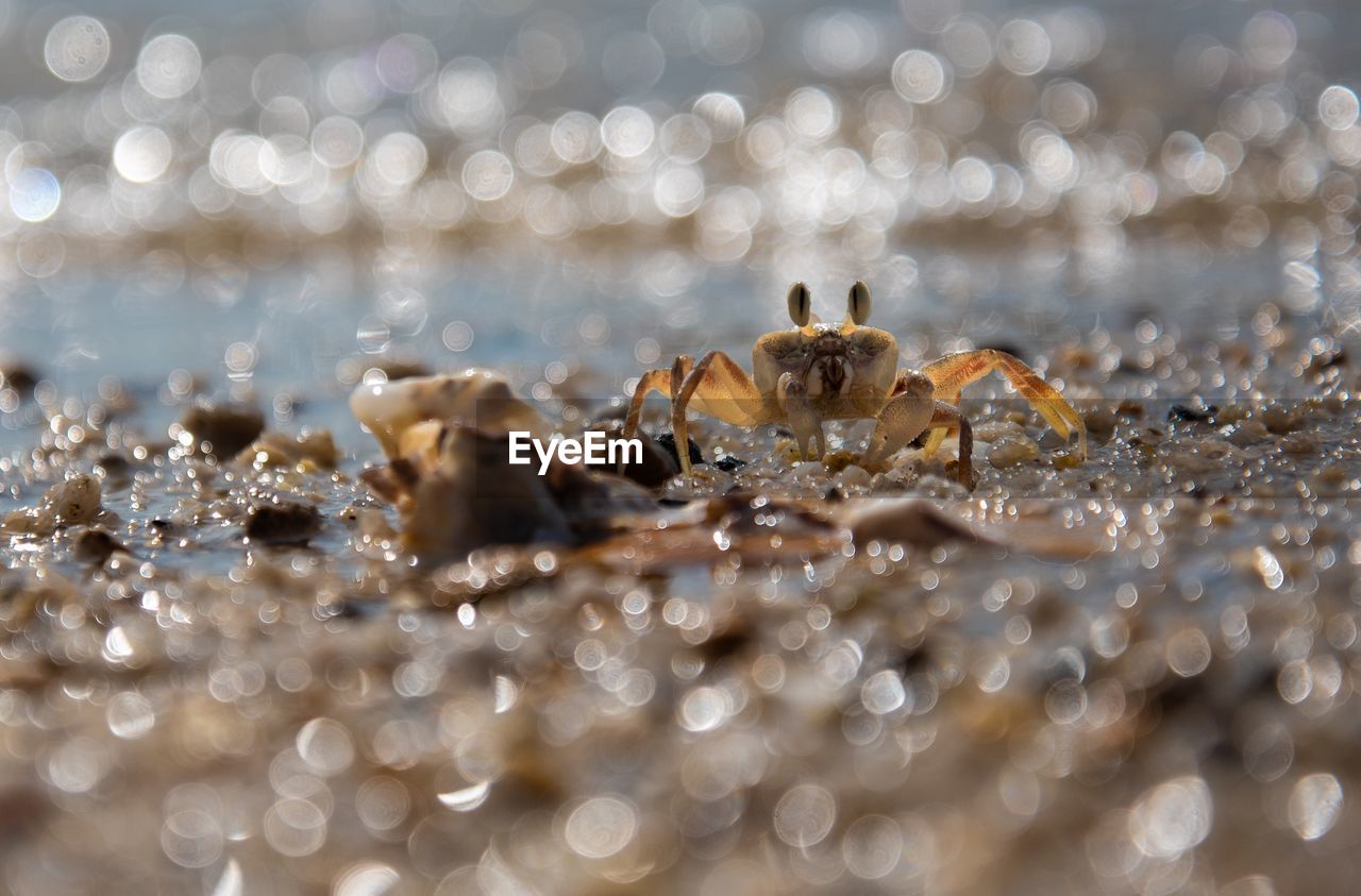 CLOSE-UP OF CRAB ON SAND