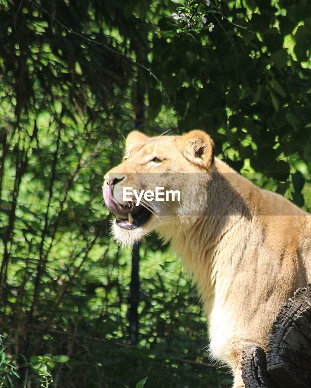 Close-up of a lion looking away