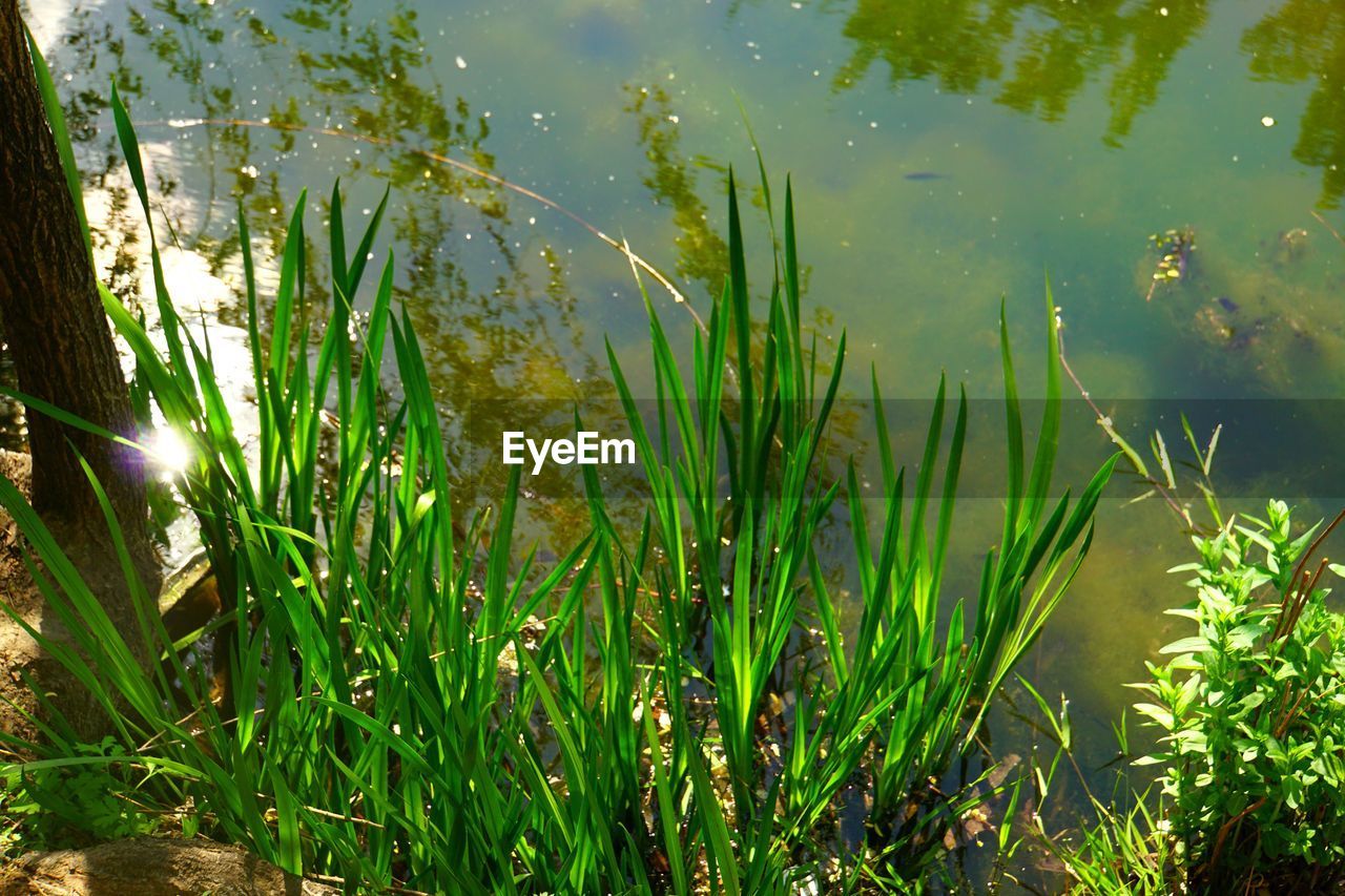 Plant growing in water