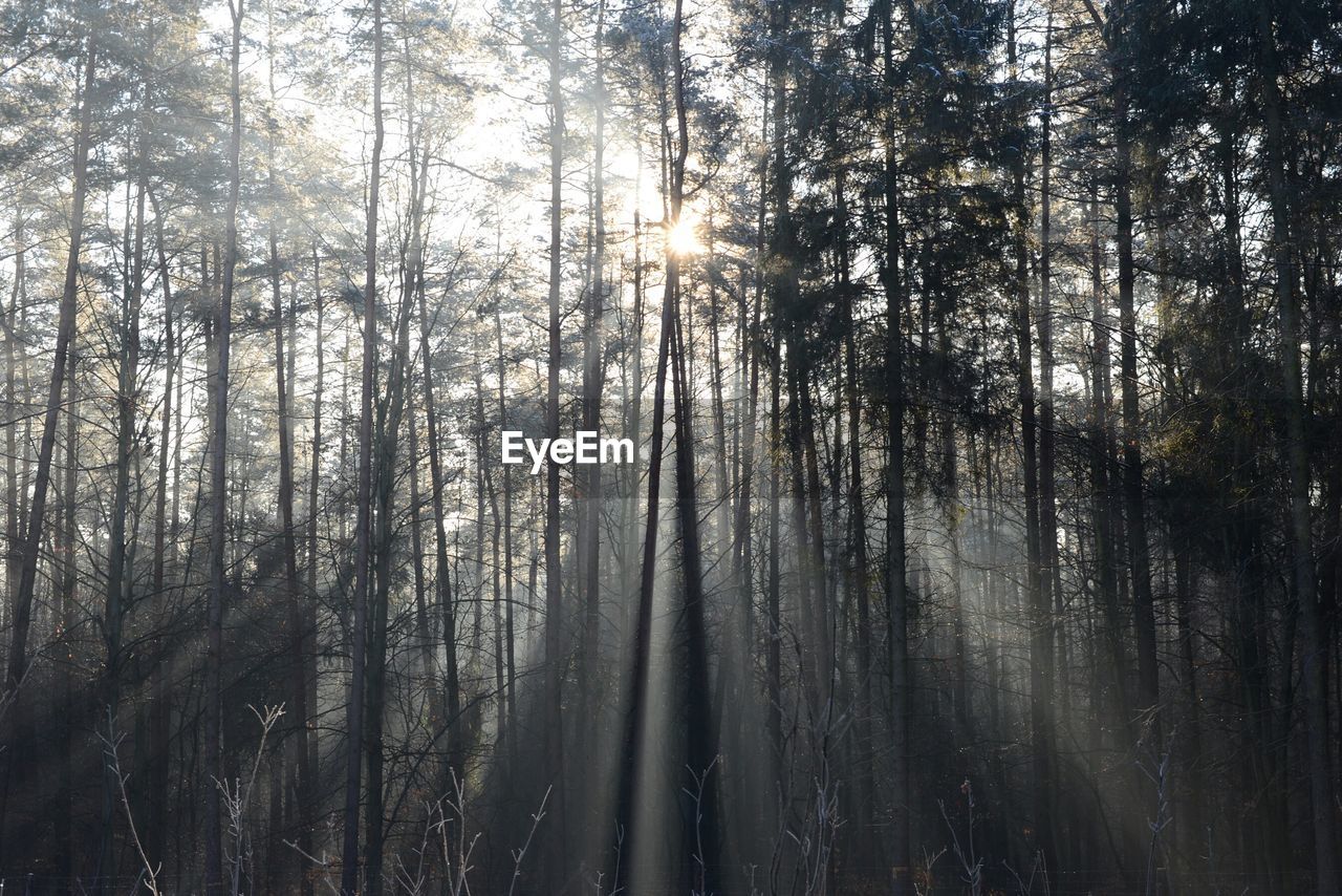 Low angle view of trees in forest