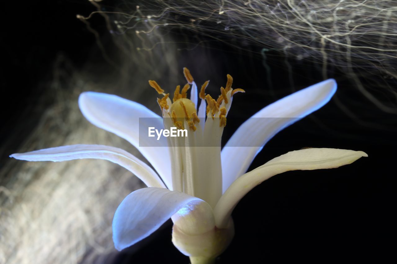 Close-up of white flower against black background