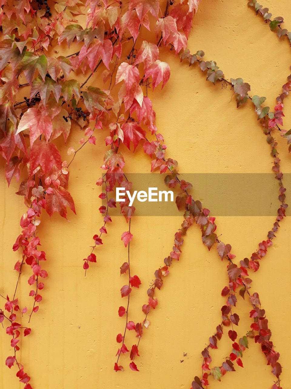 Full frame shot of red flowering plant