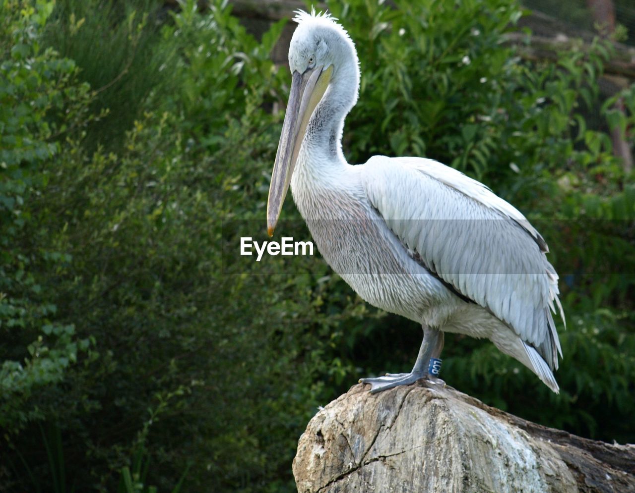 Close-up of pelican perching on a tree