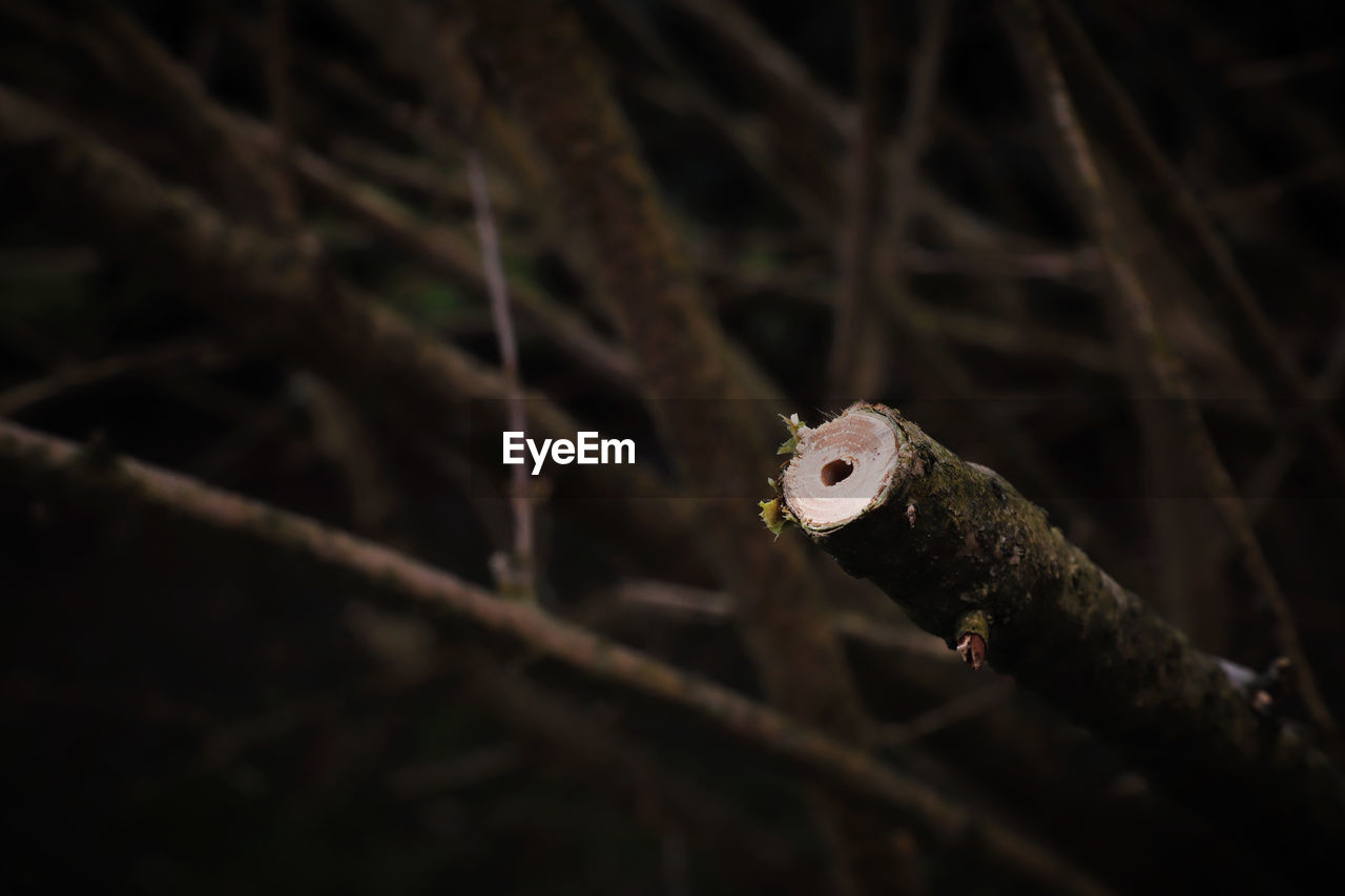 Cut Cutting Plant Branch Close-up Forsythia Garden Garden Plant Nature Night No People Outdoors Selective Focus Tree Tree Cut
