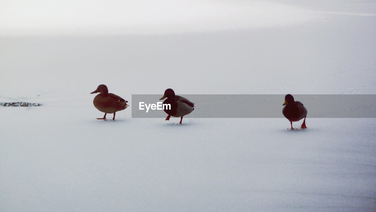 Ducks on frozen pond during winter