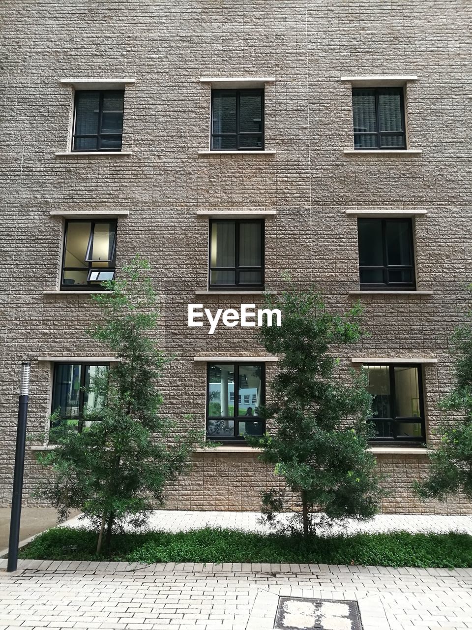 IVY GROWING ON WINDOW