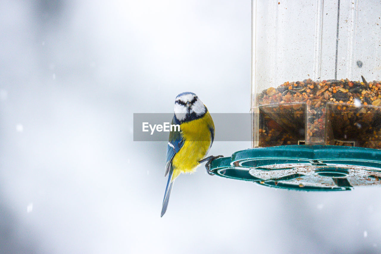 CLOSE-UP OF BIRD PERCHING ON A WOODEN POST