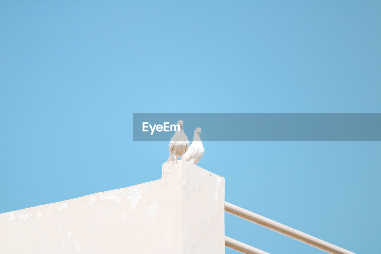 Low angle view of dove perching against clear blue sky