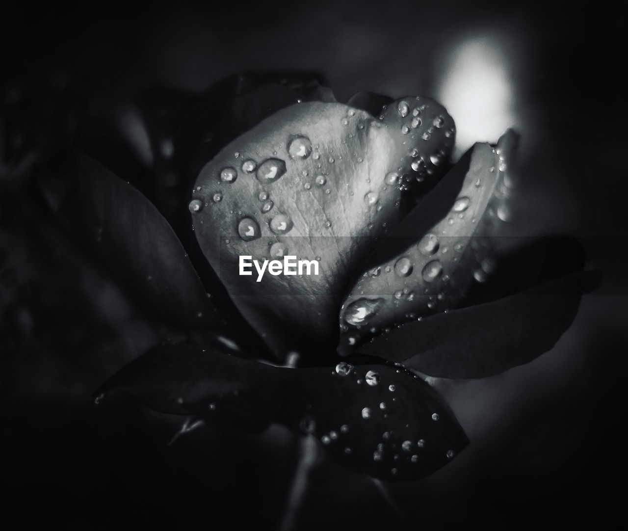 CLOSE-UP OF WATER DROPS ON FLOWER