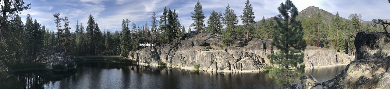 Panoramic view of pine trees in forest against sky