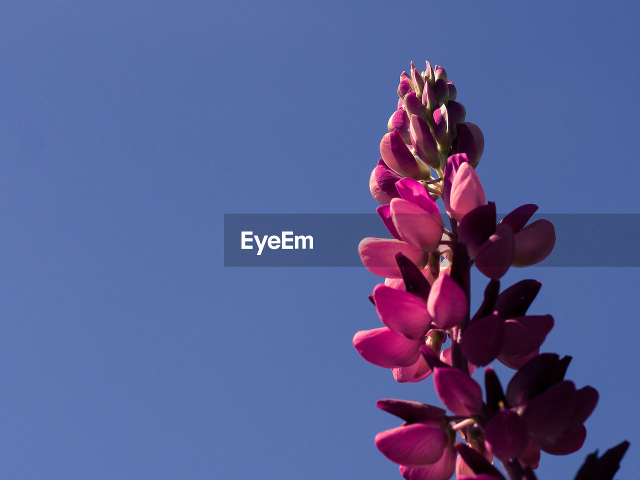 Low angle view of pink flowers against clear sky