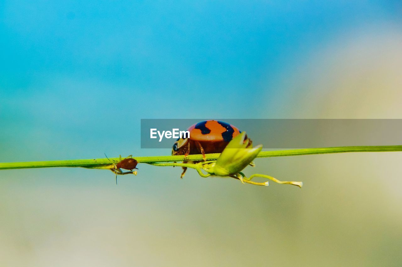 Close-up of bug on plant