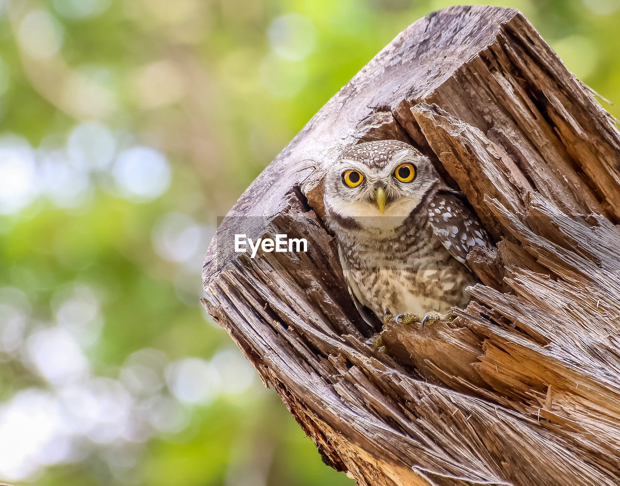 Owls live in the hollow wood. in the park.