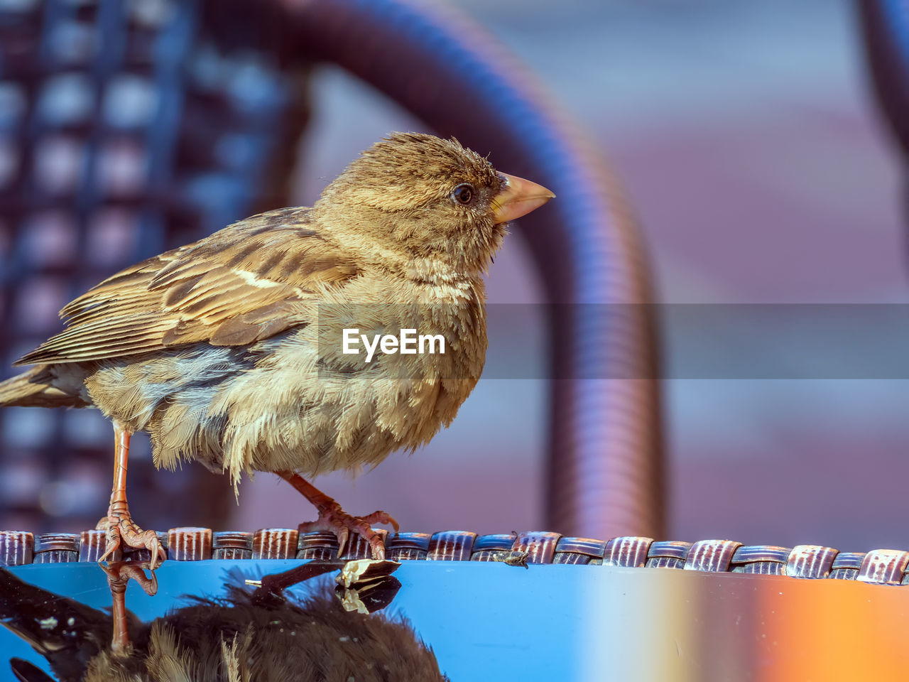 Fledgling of the sparrow is sitting on a specular table of street cafe.