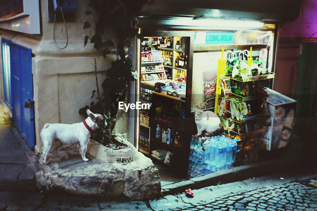 VIEW OF HORSE IN SHOP AT MARKET