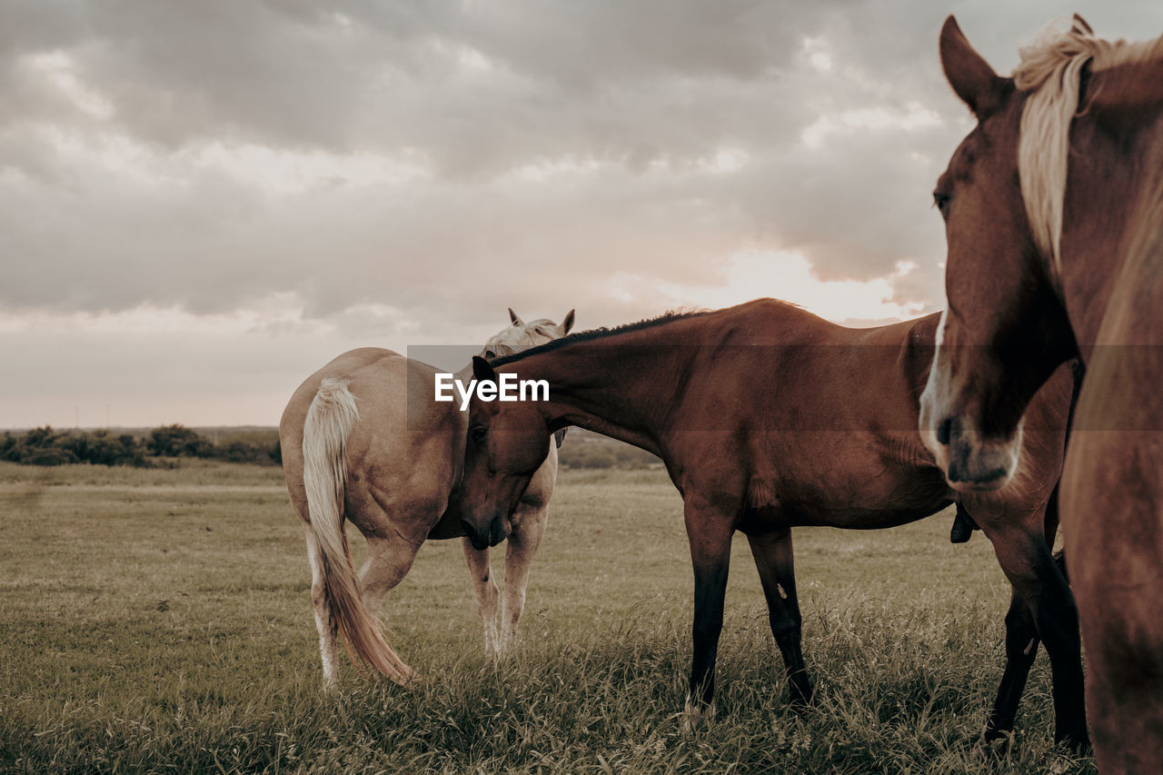 Horse grazing on field against sky