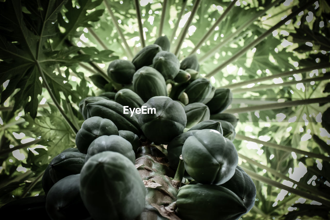 LOW ANGLE VIEW OF FRUIT GROWING ON TREE