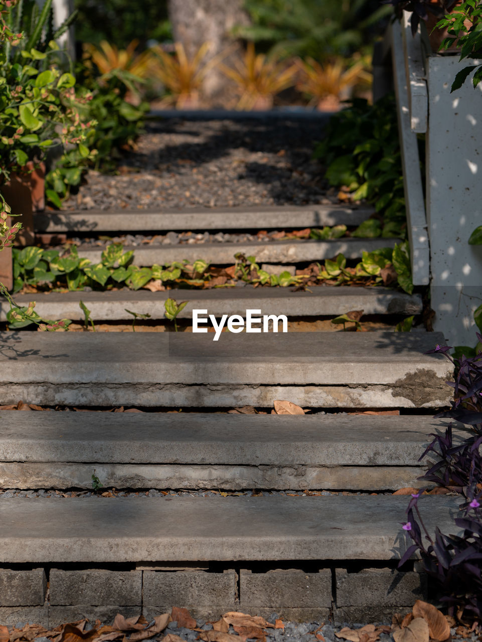 autumn, plant, no people, garden, nature, walkway, wood, leaf, day, green, architecture, plant part, footpath, wall, outdoors, yard, staircase, the way forward, backyard, growth, flower, tree, built structure