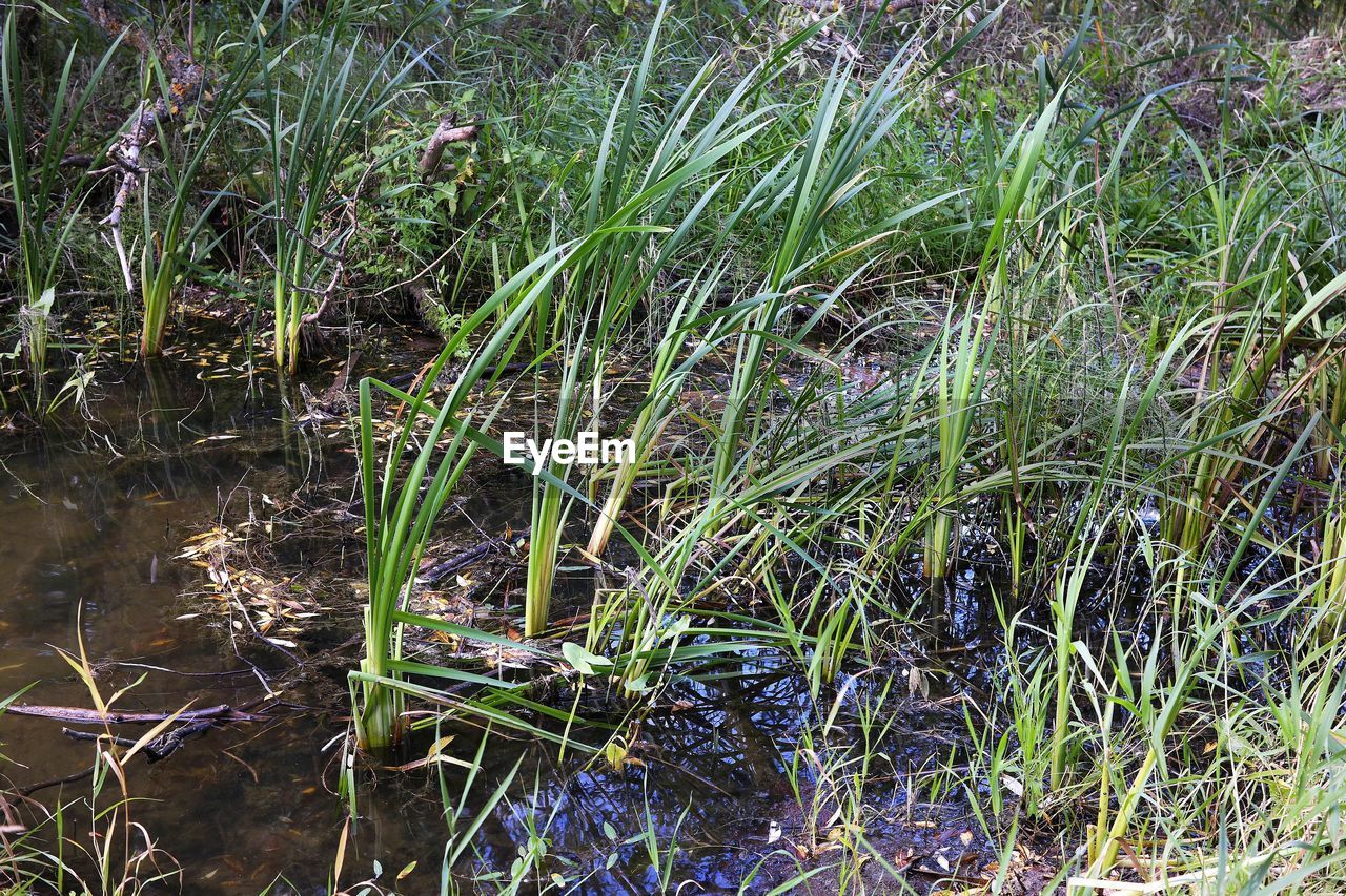 HIGH ANGLE VIEW OF GRASS GROWING IN FOREST