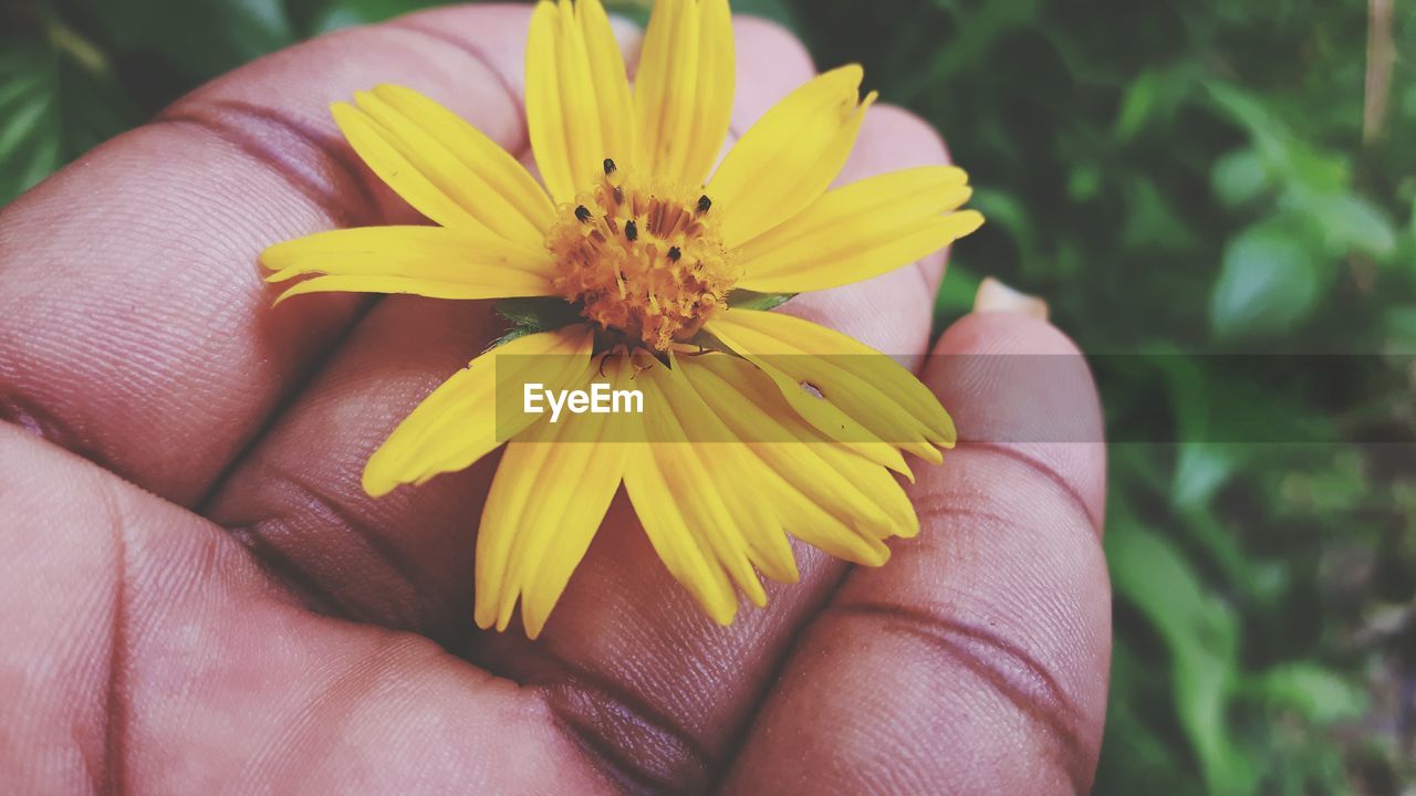 CLOSE-UP OF HAND HOLDING YELLOW FLOWER IN BLOOM