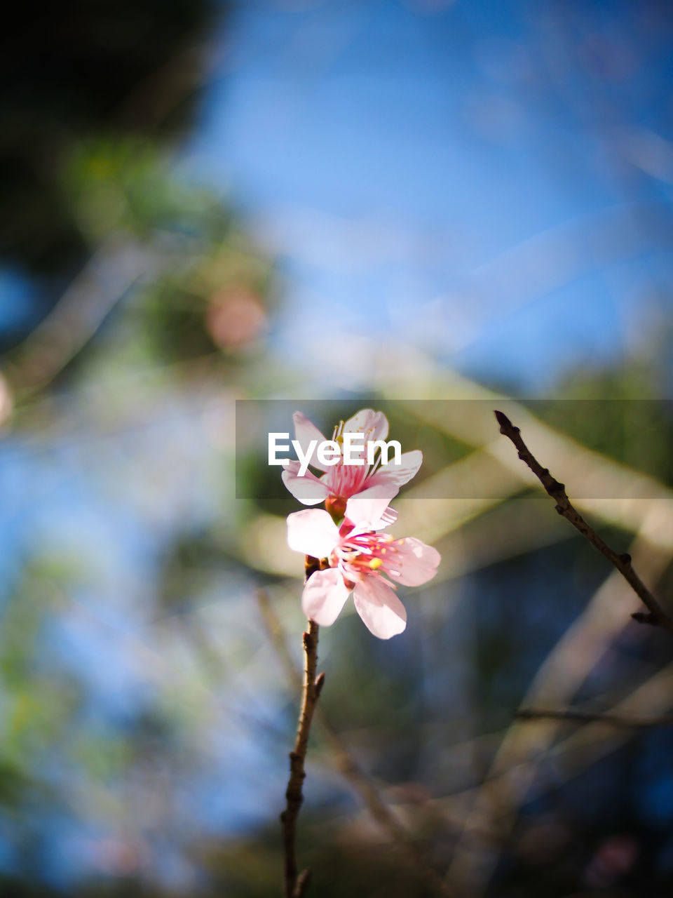 Close-up of pink flowers against sky