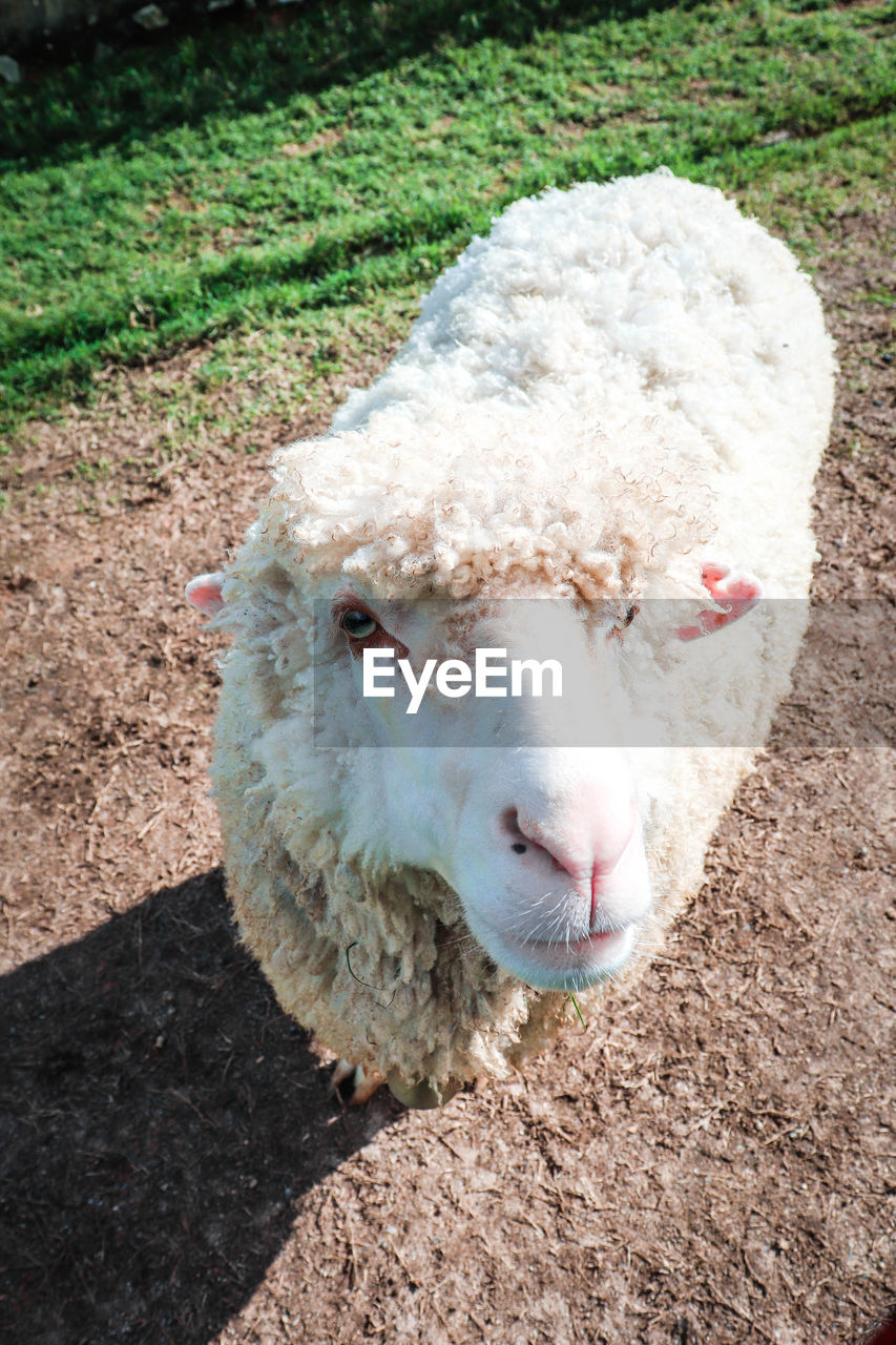 HIGH ANGLE VIEW OF SHEEP ON FIELD DURING RAINY