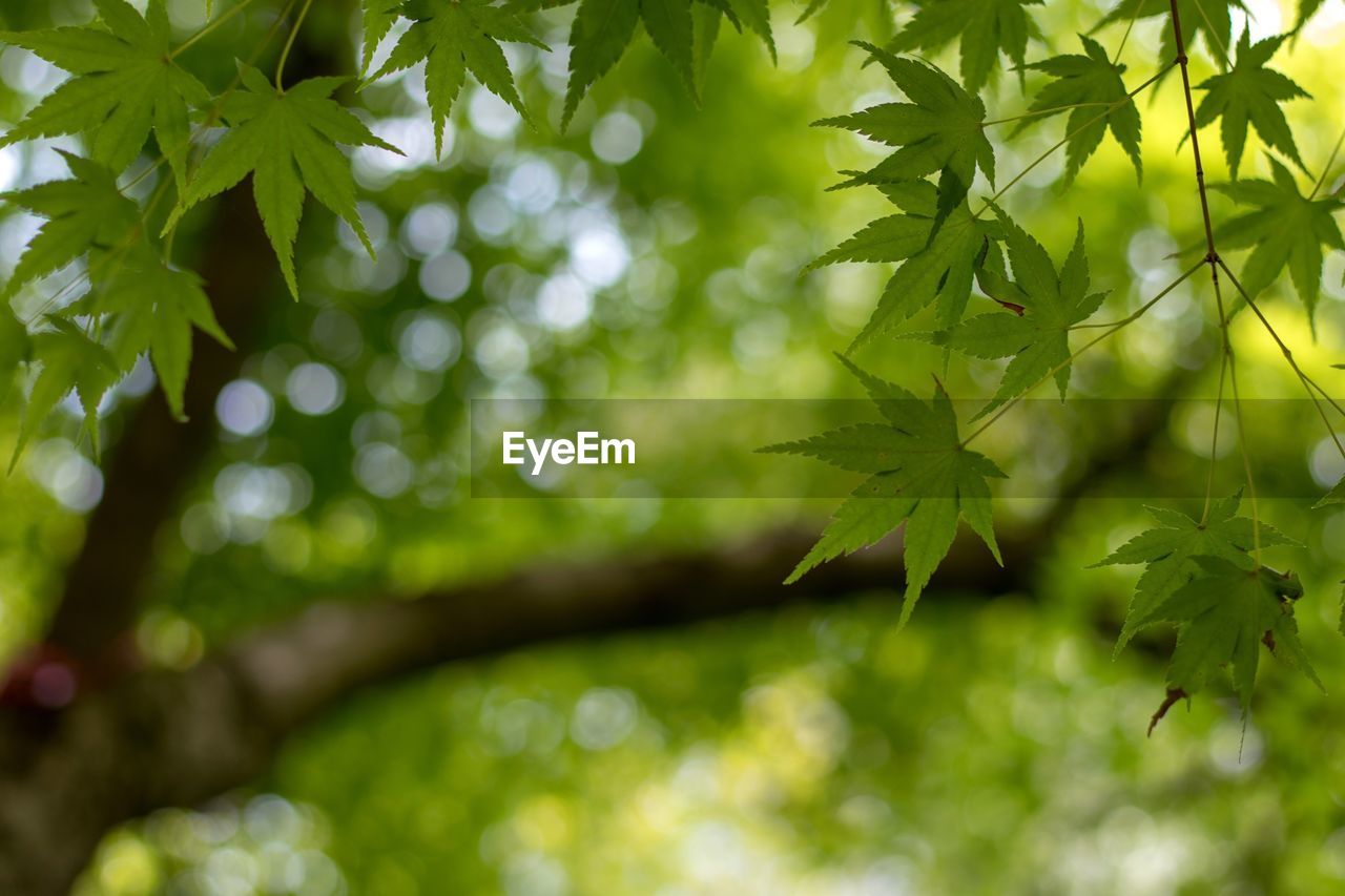 Close-up of leaves on tree