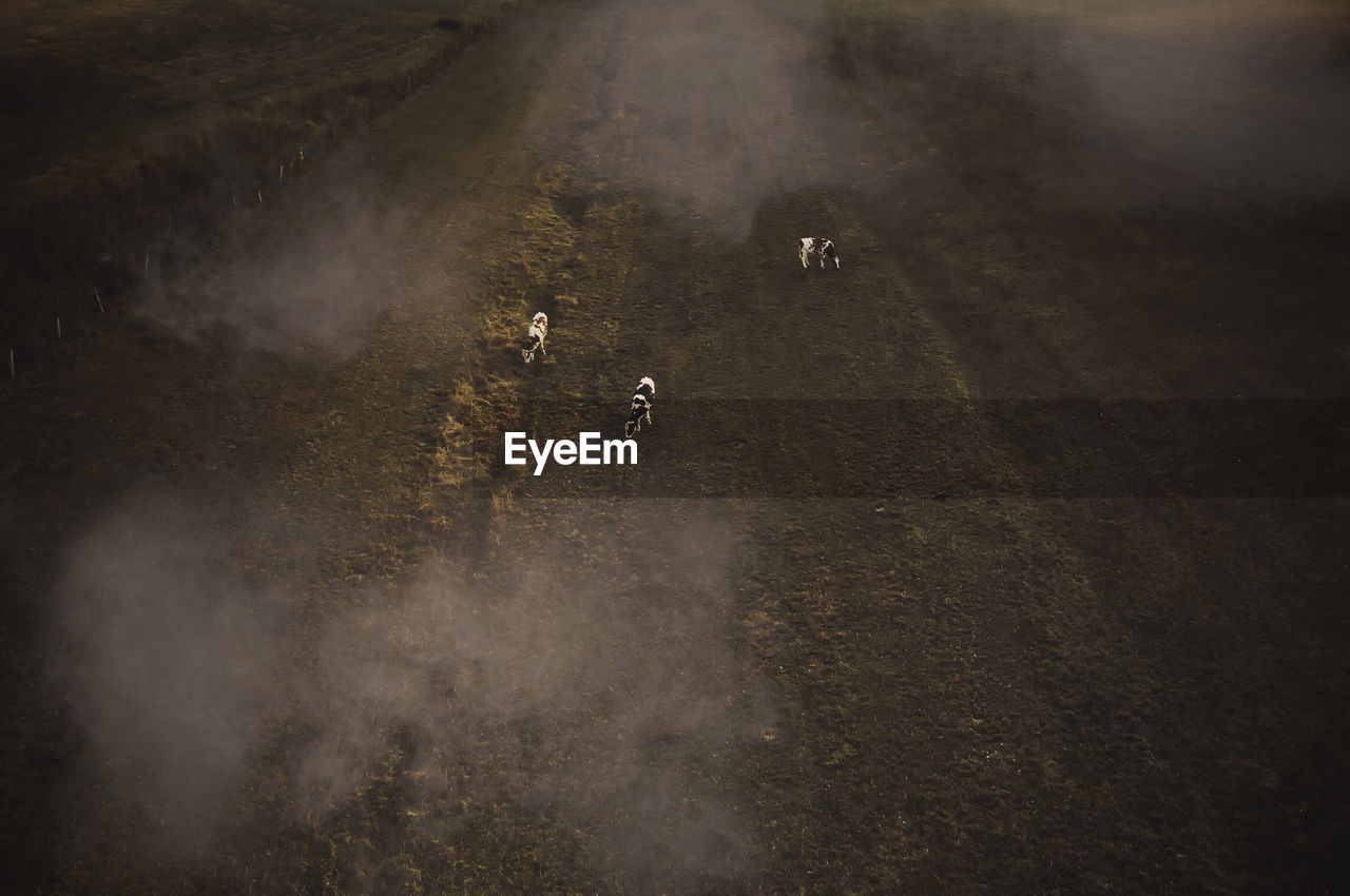 Aerial view of cows grazing on field