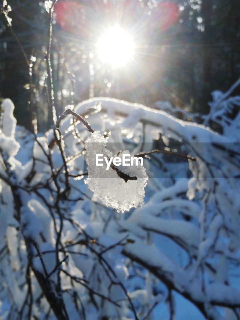 CLOSE-UP OF FROZEN BRANCHES DURING WINTER