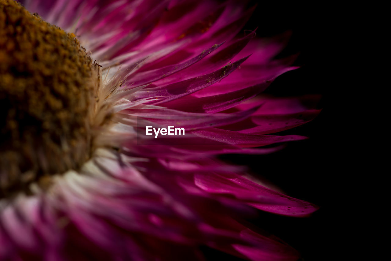 Close-up of pink strawflower against black background