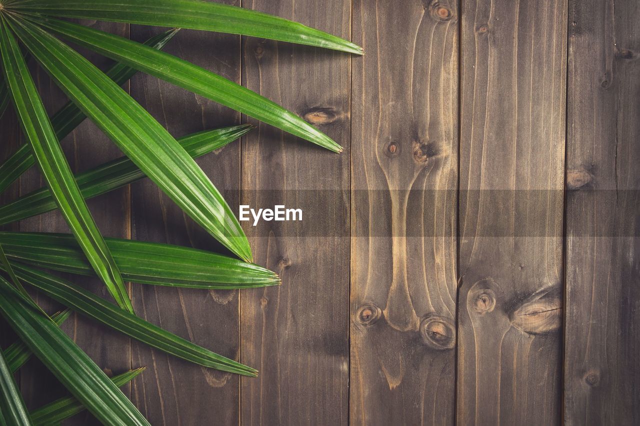 High angle view of leaves on table