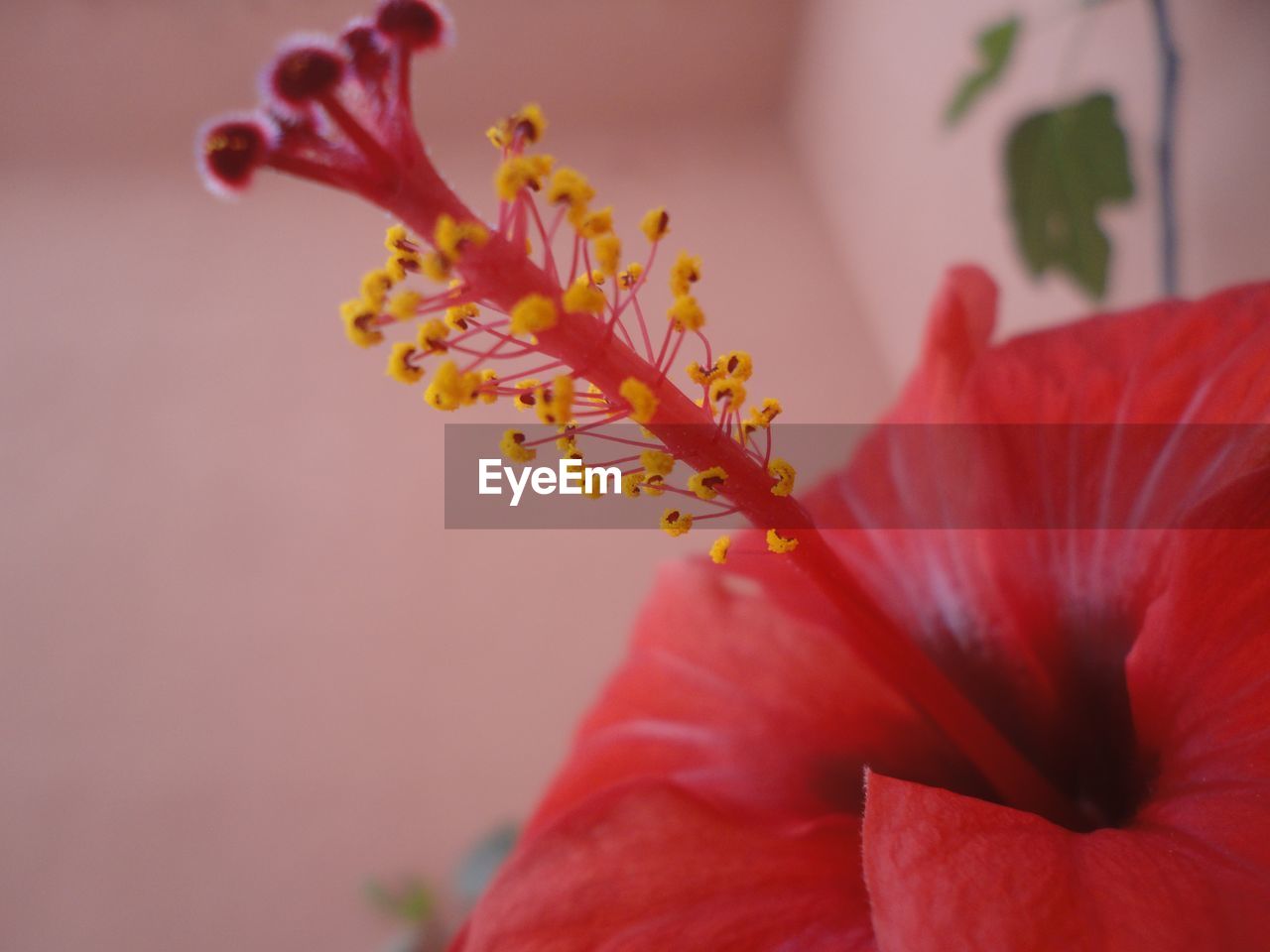 CLOSE-UP OF RED HIBISCUS BLOOMING