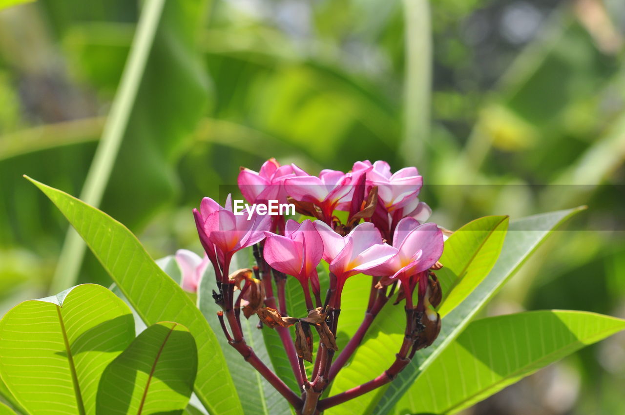 CLOSE-UP OF PINK FLOWER